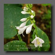 Hosta 'Royal standard' (le jardin de la poterie Hillen) www.poterie.fr